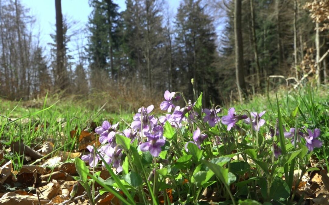 Veranstaltungen 4 Naturkundliche Hochbühl-Wanderung gemeinsam mit Naturschutzinitiative e.V.