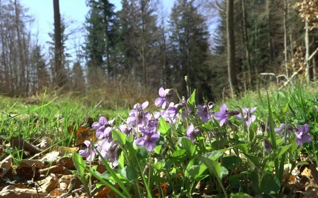 Aktuelles 5 Naturkundliche Hochbühl-Wanderung gemeinsam mit Naturschutzinitiative e.V.